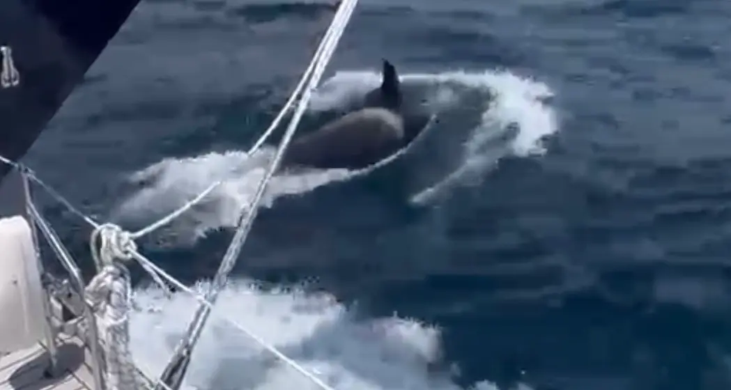 Un’orca sperona la barca a vela di tre trentini: il loro viaggio verso l'Italia finisce in Portogallo