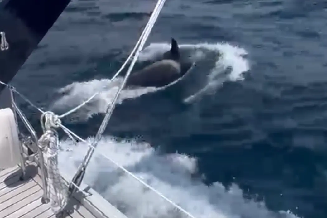 Un’orca sperona la barca a vela di tre trentini: il loro viaggio verso l'Italia finisce in Portogallo