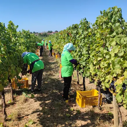 Caldo e notti tropicali, la vendemmia 2026 parte con una settimana d'anticipo