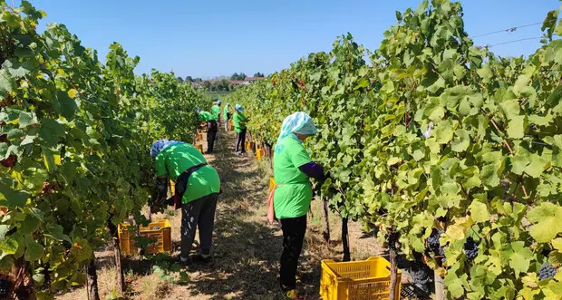 Caldo e notti tropicali, la vendemmia 2026 parte con una settimana d'anticipo