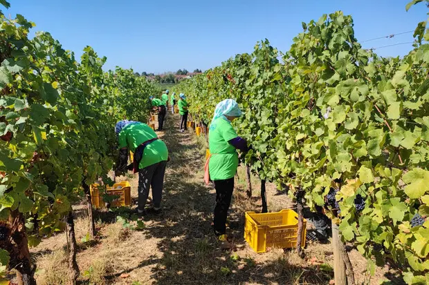 Caldo e notti tropicali, la vendemmia 2026 parte con una settimana d'anticipo