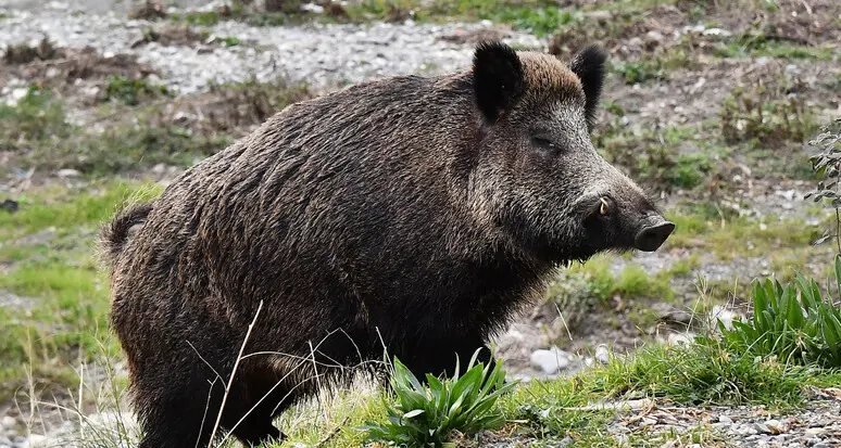 Caccia ai cinghiali con l’arco, l’attacco dell’Enpa: «Orrore senza fine»