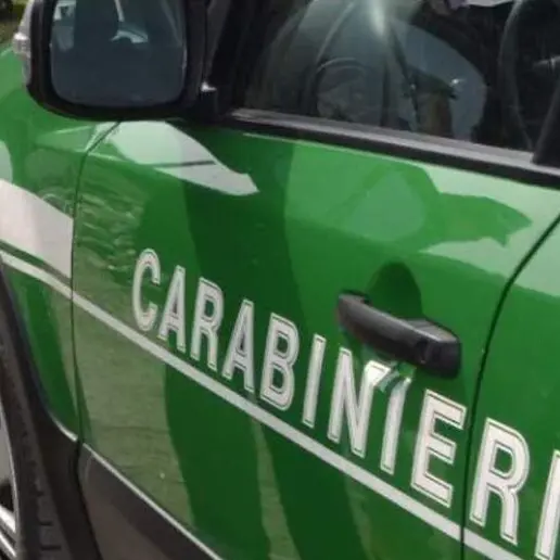 Blitz dei carabinieri: sequestrate 9,2 tonnellate di fitosanitari illeciti