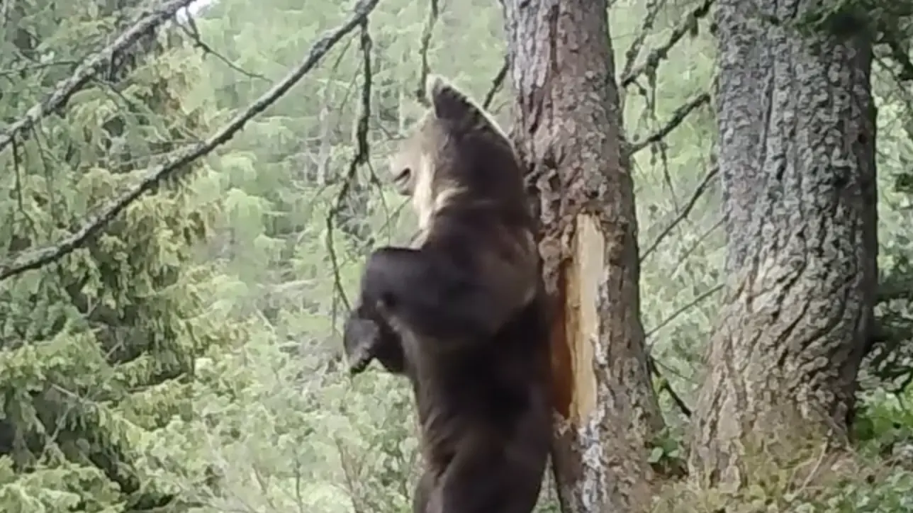 Orso e lupi insieme nelle Dolomiti di Brenta: le immagini di un incontro rarissimo (Video Fb/Togni)