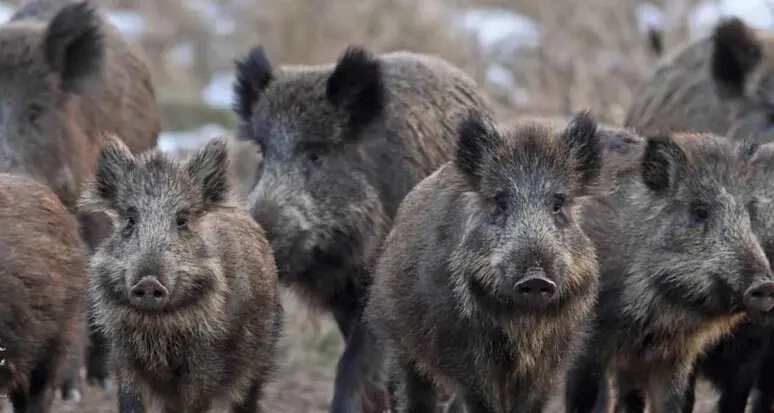 Caccia con arco e frecce ai cinghiali, animalisti all’attacco: «Proposta sconcertante»