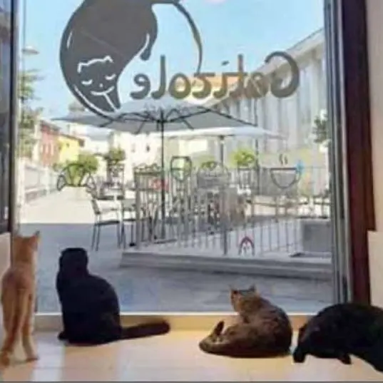 La chiusura del “bar dei gatti” a Trento: «È stato un bellissimo viaggio»