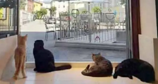 La chiusura del “bar dei gatti” a Trento: «È stato un bellissimo viaggio»
