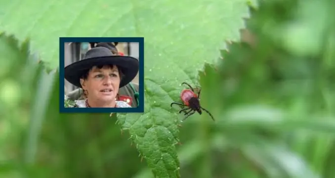 Morsa da una zecca, muore a 76 anni dopo un mese di ricovero