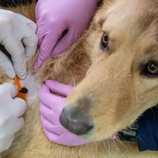 Una molecola sperimentata sui cani apre nuove cure contro i tumori