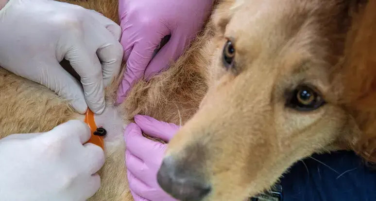 Una molecola sperimentata sui cani apre nuove cure contro i tumori