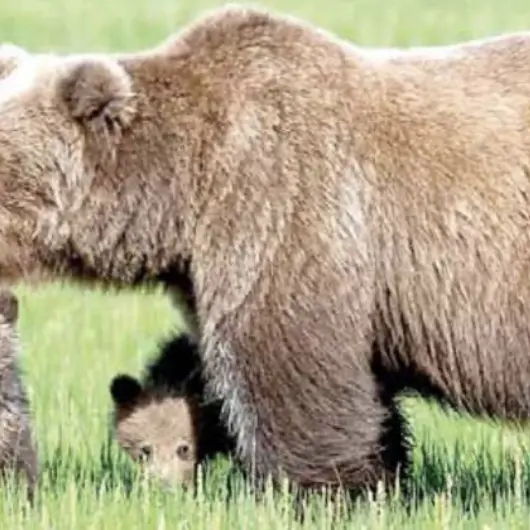 «Ho visto l’orso e sono scappato»: terrore per un 14enne sul Bondone