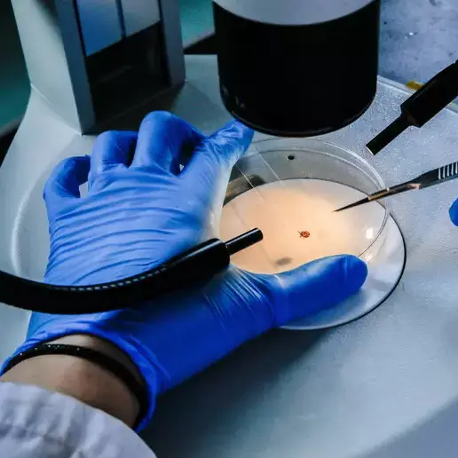 Zecche, l’allarme degli esperti: «In attività quasi tutto l’anno»