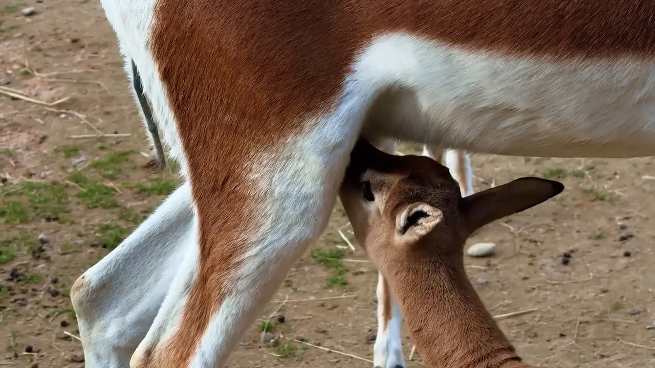 Al Bioparco Zoom di Torino sono nate due gazzelle di Mhorr, le uniche in Italia quest’anno