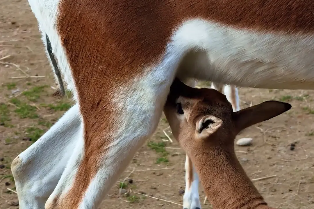Al Bioparco Zoom di Torino sono nate due gazzelle di Mhorr, le uniche in Italia quest’anno