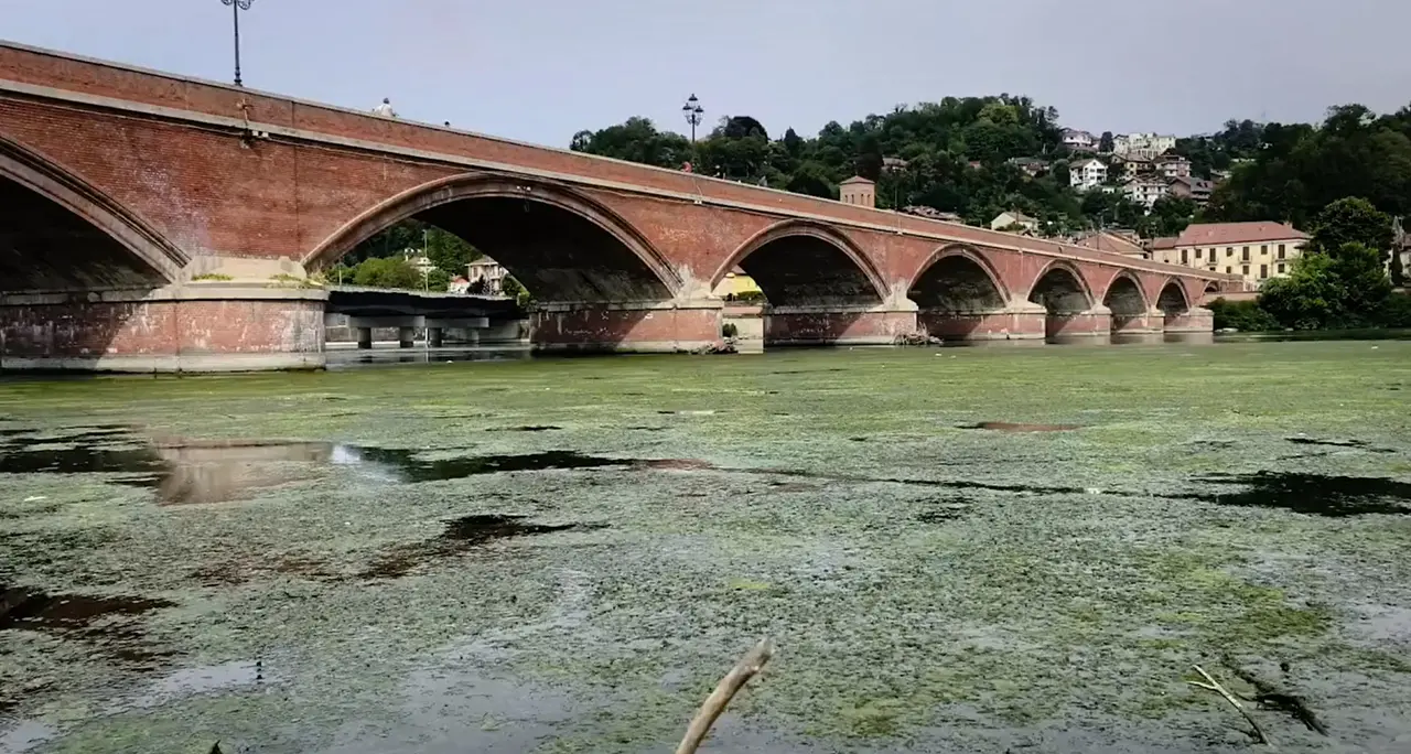 Caldo a Torino, il Po si ricopre di alghe