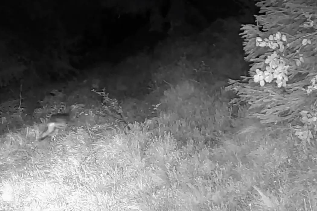 Il lupo viene allontanato dal dissuasore (Parco Naturale Adamello Brenta Geopark)