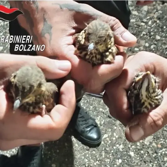Ora, tre giovani denunciati per possesso di uccelli selvatici
