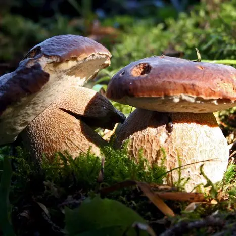 Borgo d'Anaunia, permessi per i funghi fino a 250 euro per tre mesi: esplodono le proteste