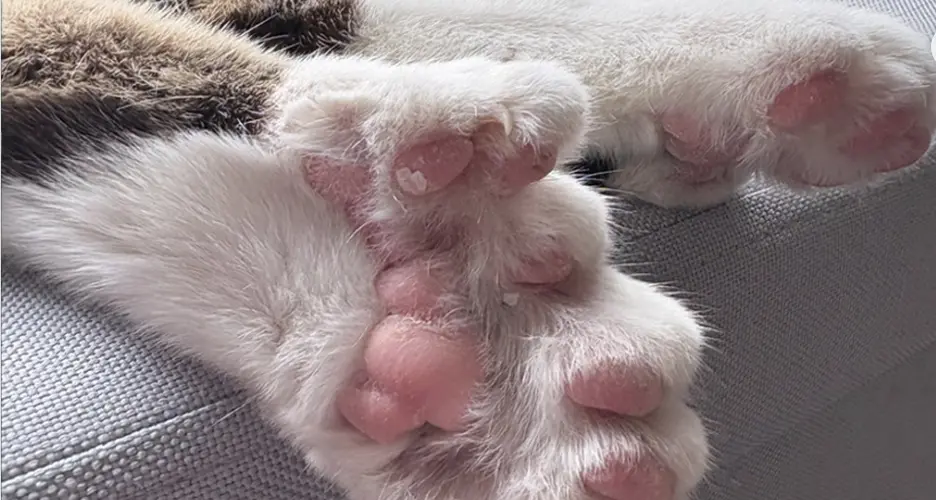 Toby, il gatto con 28 dita entra nel Guinness World Record