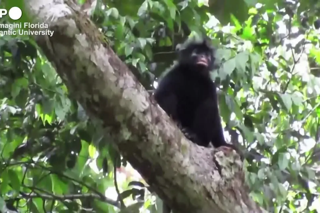 Congo, ripresa una nuova specie di scimmia africana nella foresta pluviale