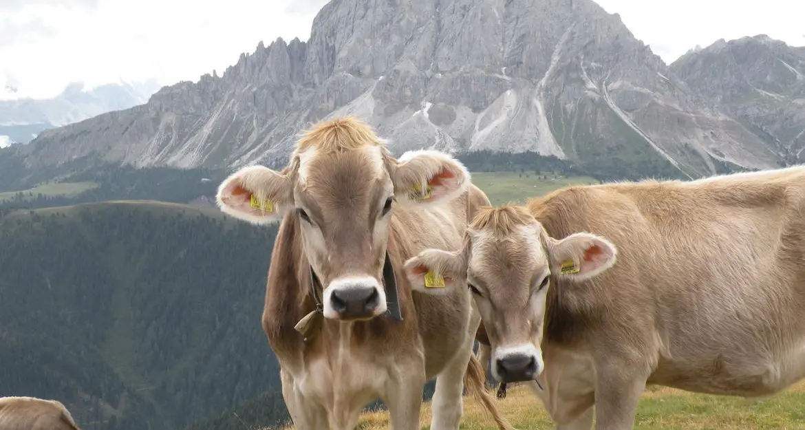 Herpes bovino, via ai contributi per le aziende zootecniche trentine: fino a 2.605 euro per capo