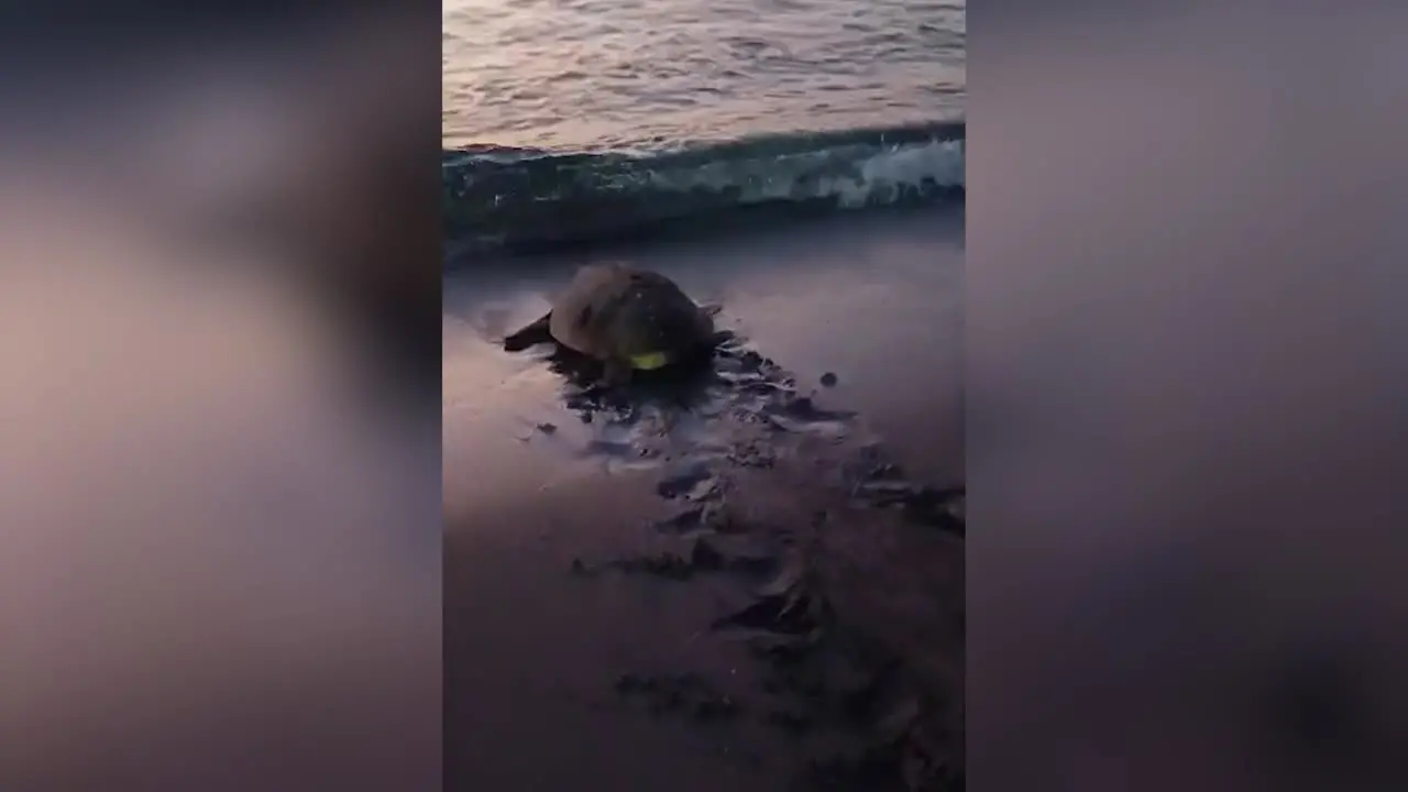 Tartaruga tra le sdraio a Marzamemi per le deporre uova, salvata dal Wwf