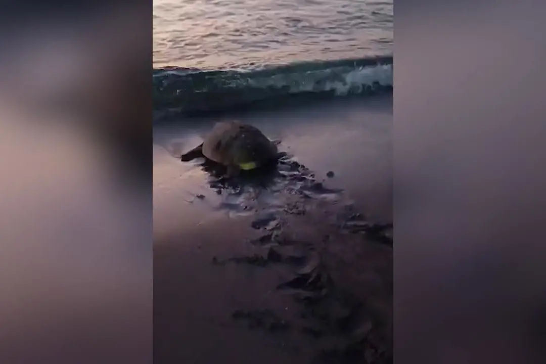 Tartaruga tra le sdraio a Marzamemi per le deporre uova, salvata dal Wwf