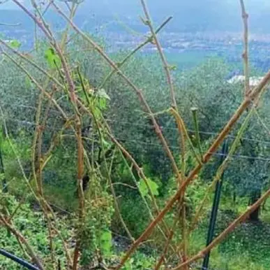 Grandine su 250 ettari di vigne: danni per 5 milioni di euro a Isera e Ronzo