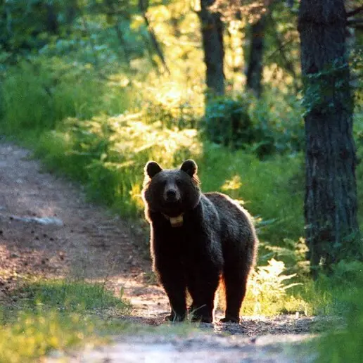 Cucciolo di orso avvistato ad Appiano, padre e figlio recuperati dal Soccorso Alpino