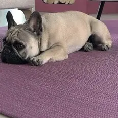 Il cane le sfugge e ferisce le due vicine di casa