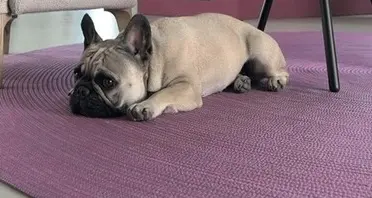 Il cane le sfugge e ferisce le due vicine di casa