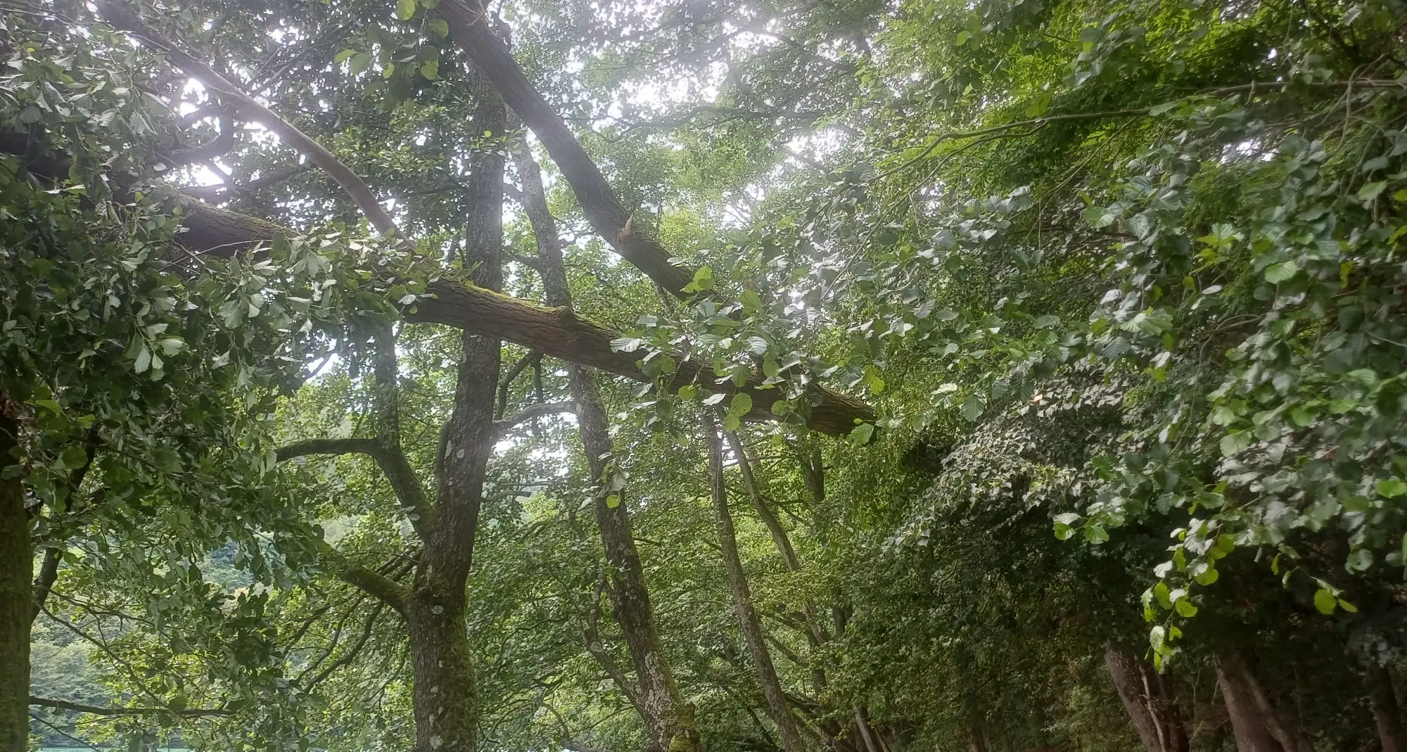 Levico, albero pericolante sulla passeggiata dei Pescatori: chiuso il tratto interessato