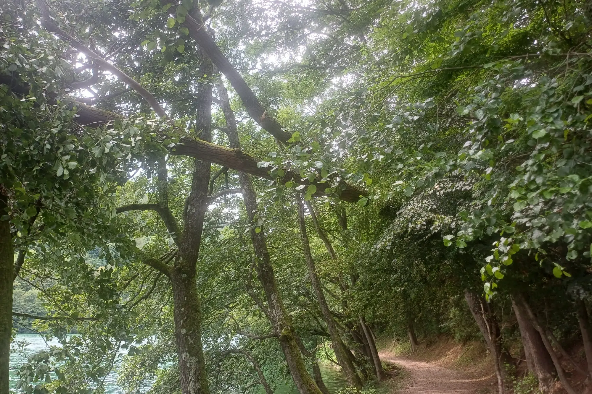 Levico, albero pericolante sulla passeggiata dei Pescatori: chiuso il tratto interessato