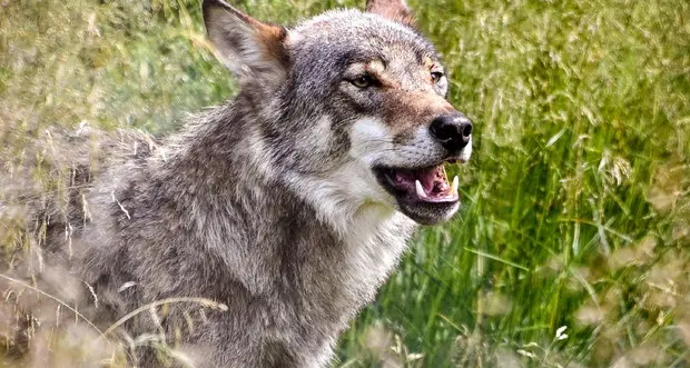 Grigliata in giardino: un lupo irrompe nella corte, il cane di casa muore in difesa di un bimbo