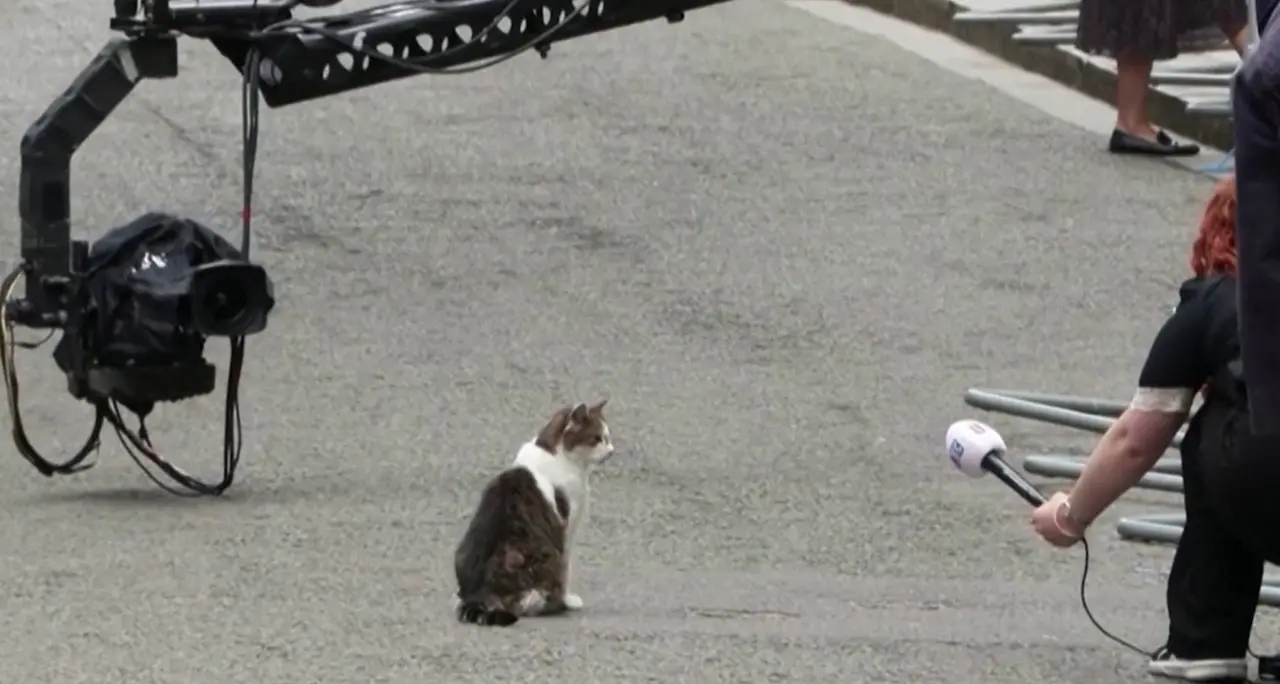Londra, il gatto Larry \"vigila\" sul cambio d'inquilino a Downing Street