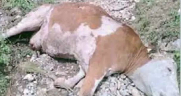 Orso uccide una mucca gravida a Ledro: trascinata per 100 metri