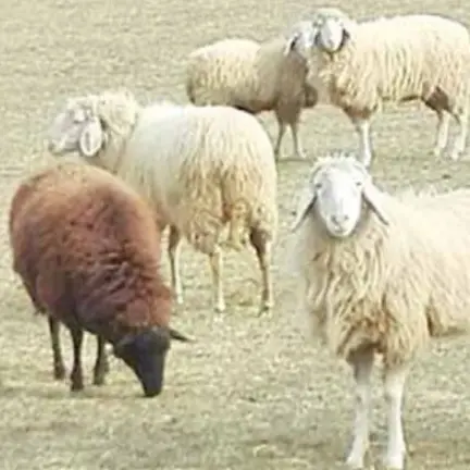 Carcasse a bordo strada: l’allarme scattato per i miasmi