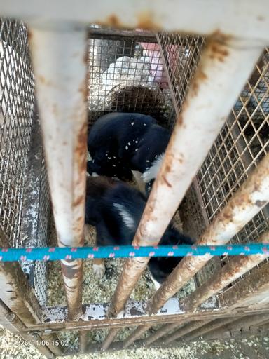 Cani sequestrati in gabbia angusta tra sporcizia e rifiuti in allevamento