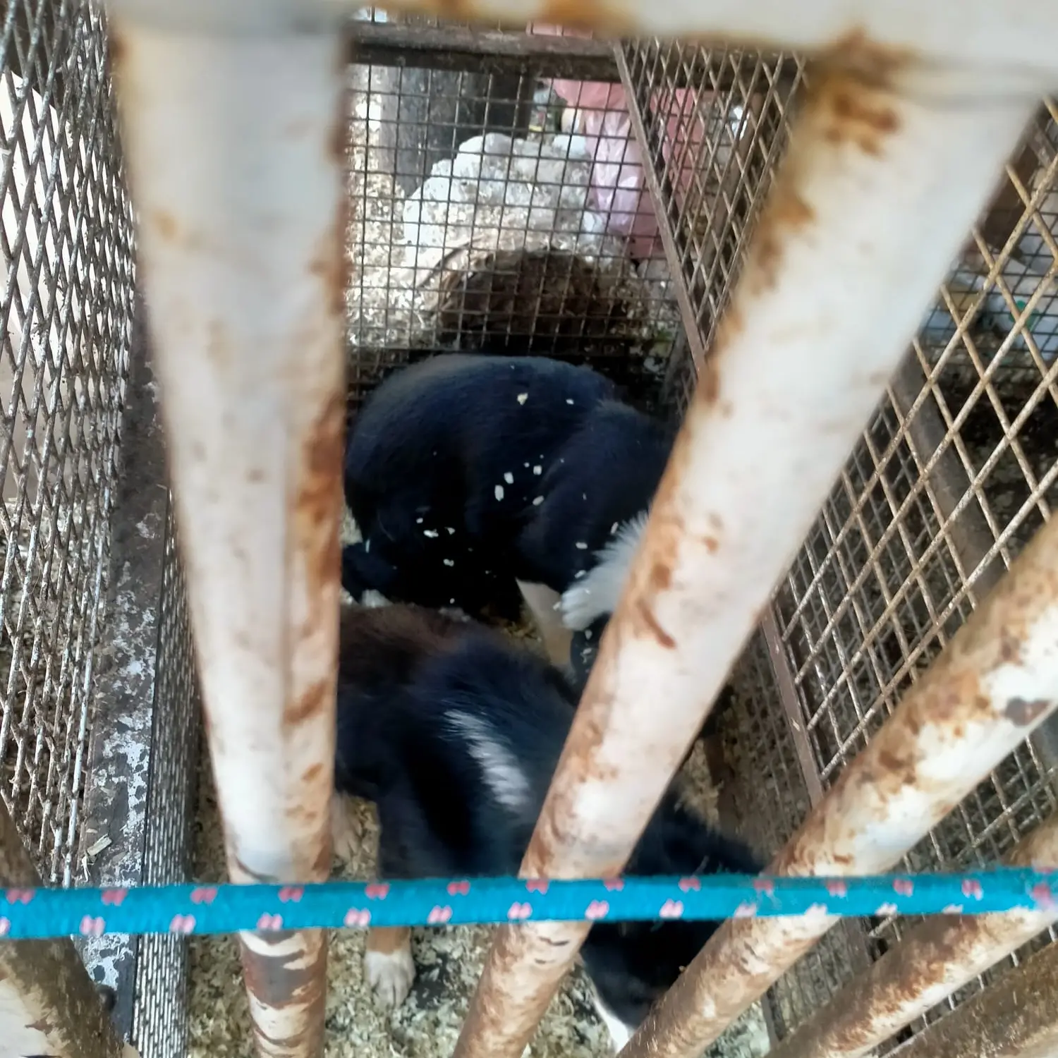 Sequestrati circa 30 cani detenuti in un allevamento a Fiavè: “Tra i rifiuti e in gabbie anguste”