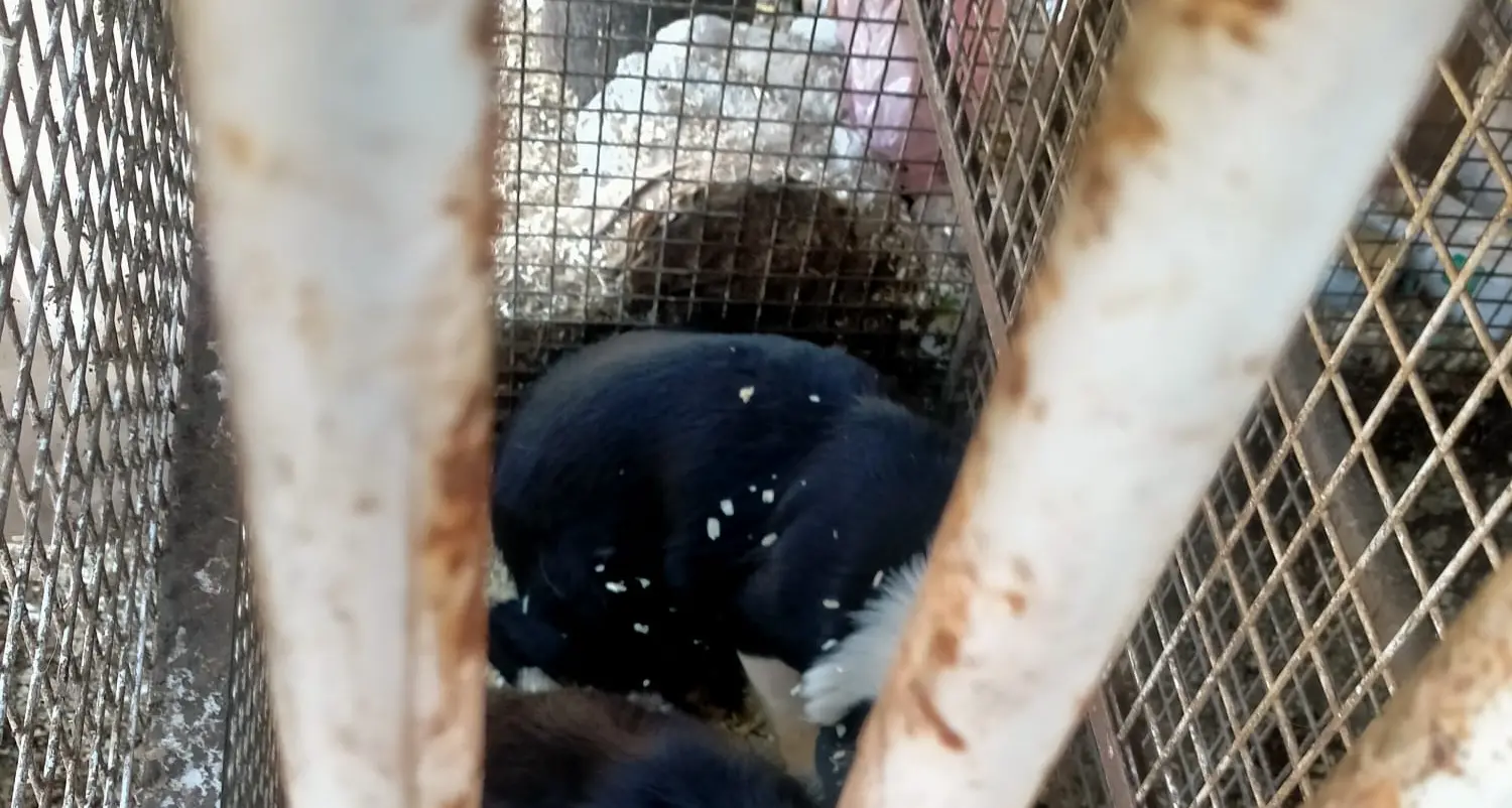 Sequestrati circa 30 cani detenuti in un allevamento a Fiavè: “Tra i rifiuti e in gabbie anguste”
