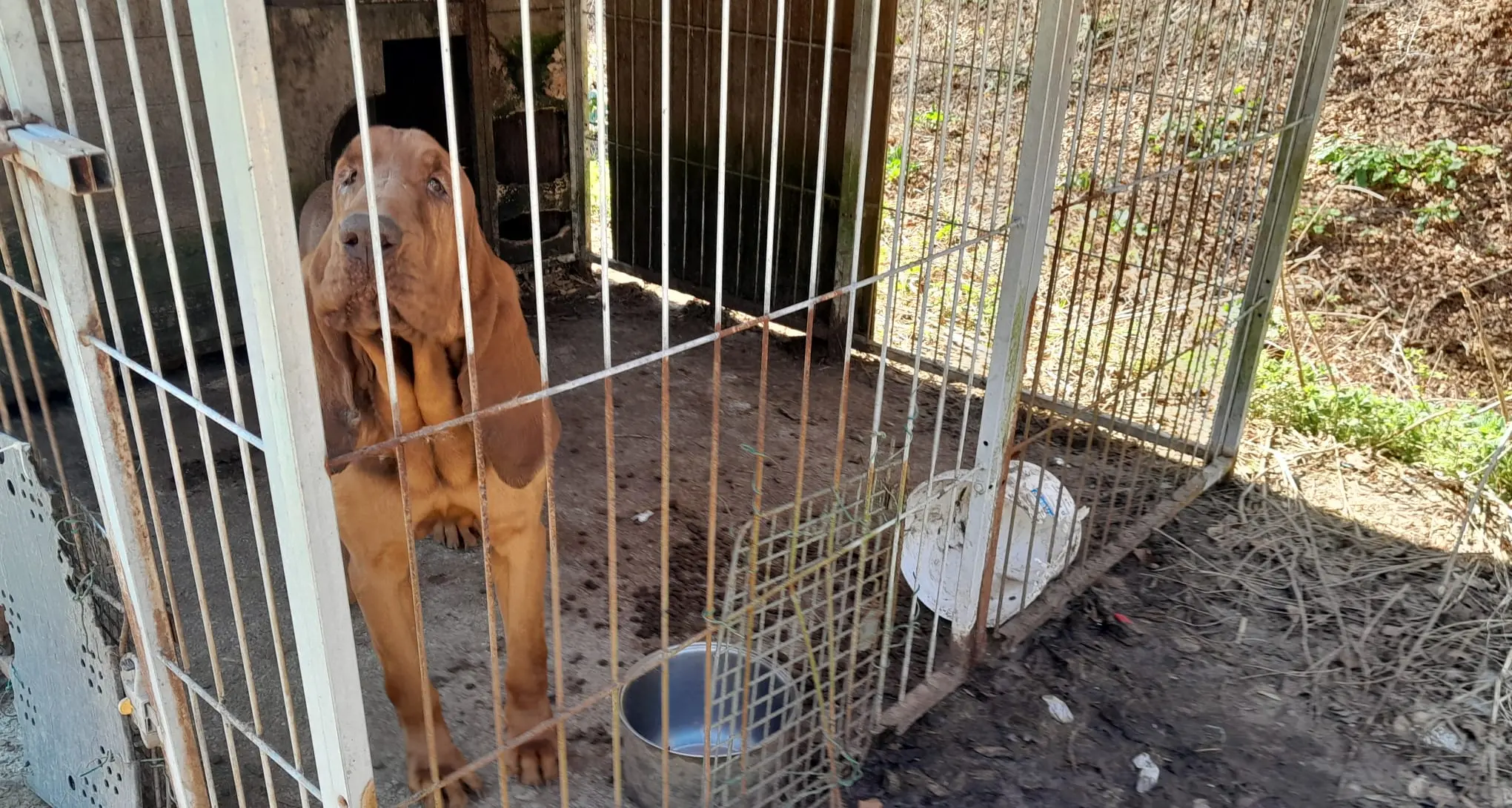 Cani in gabbia tra sporcizia e degrado: le immagini del sequestro a Fiavé