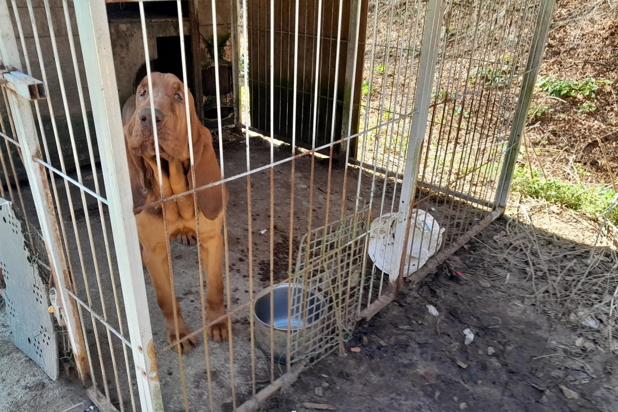 Cani in gabbia tra sporcizia e degrado: le immagini del sequestro a Fiavé