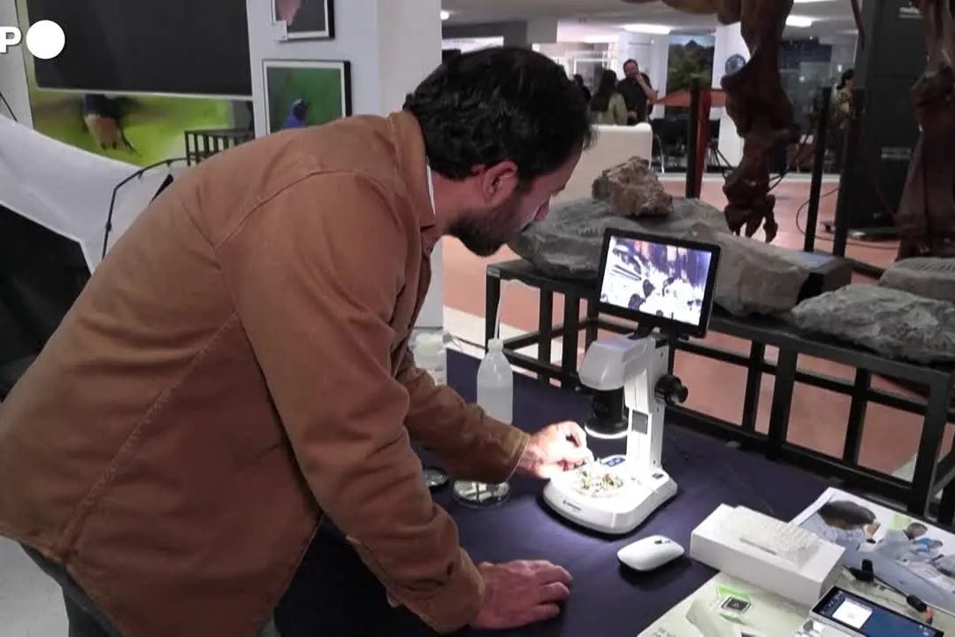 Ecuador, identificate 8.000 nuove specie di insetti grazie all'analisi del DNA