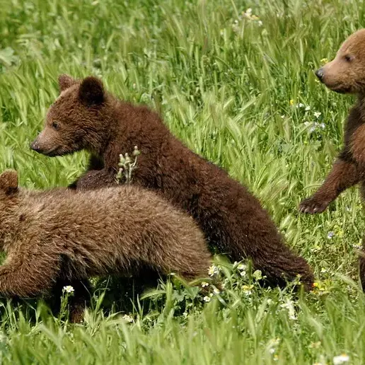 Scambiano un cucciolo di orso per un cane: chiarito il falso allarme ad Appiano