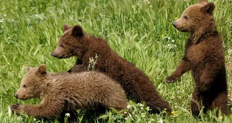 Scambiano un cucciolo di orso per un cane: chiarito il falso allarme ad Appiano