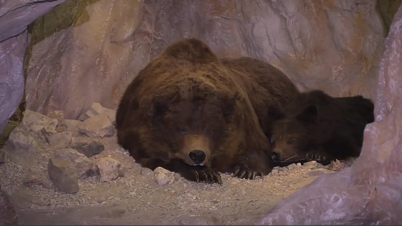Nuovo ritrovamento di Ursus Ladinicus in Alto Adige