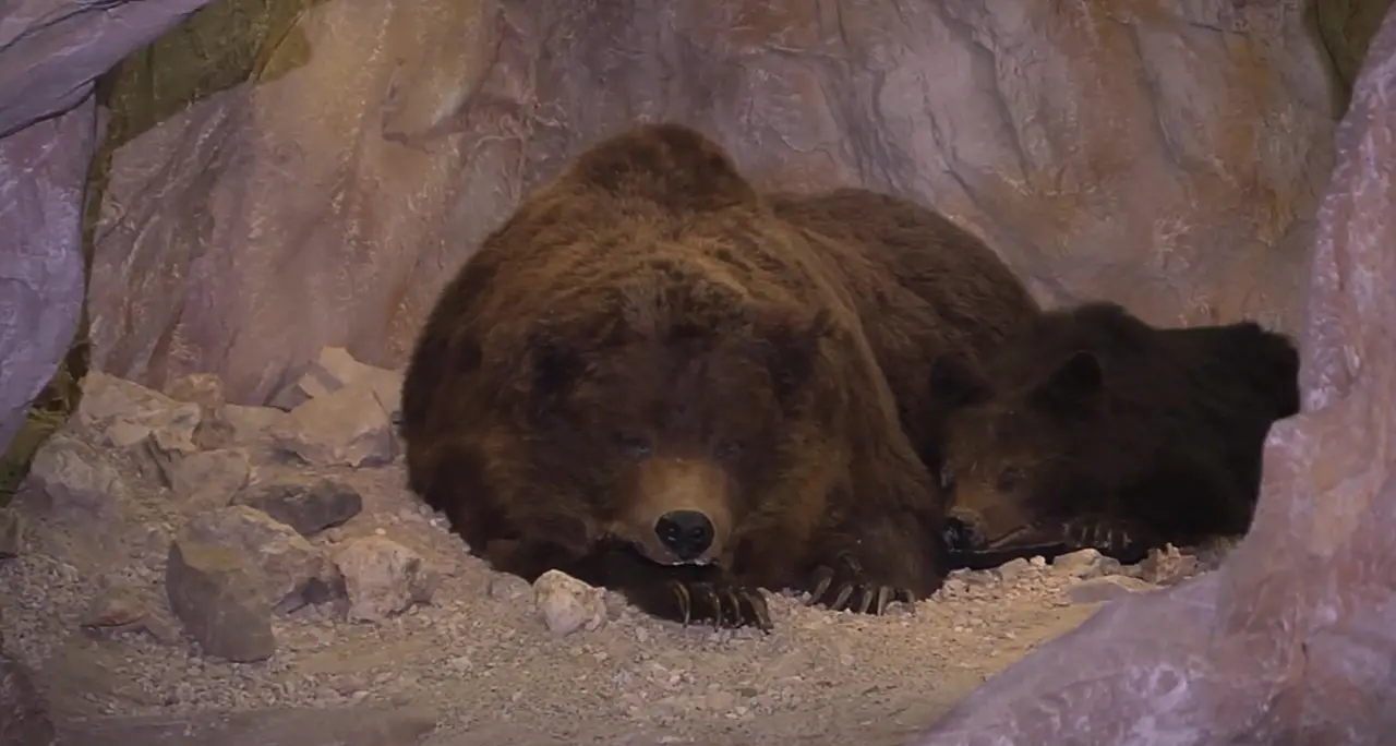 Nuovo ritrovamento di Ursus Ladinicus in Alto Adige