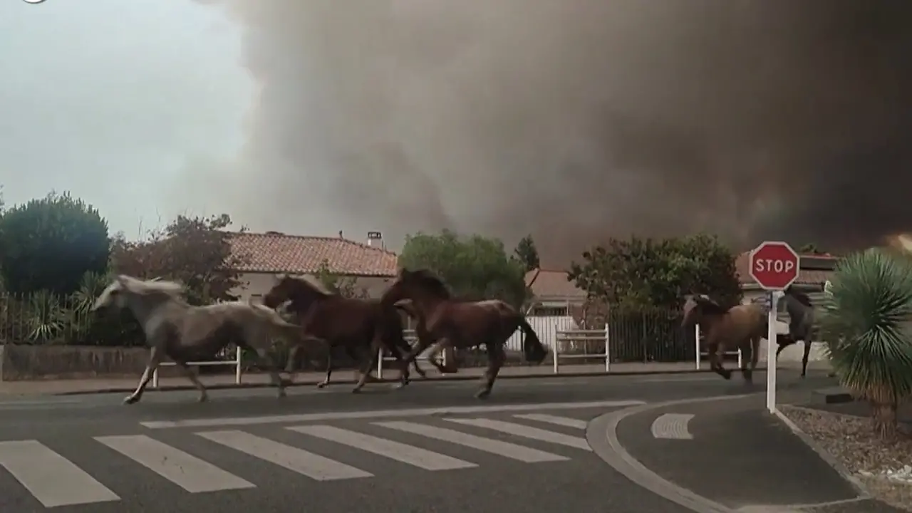 Francia, incendio a Biscarrosse: cavalli in fuga spaventati dal rogo