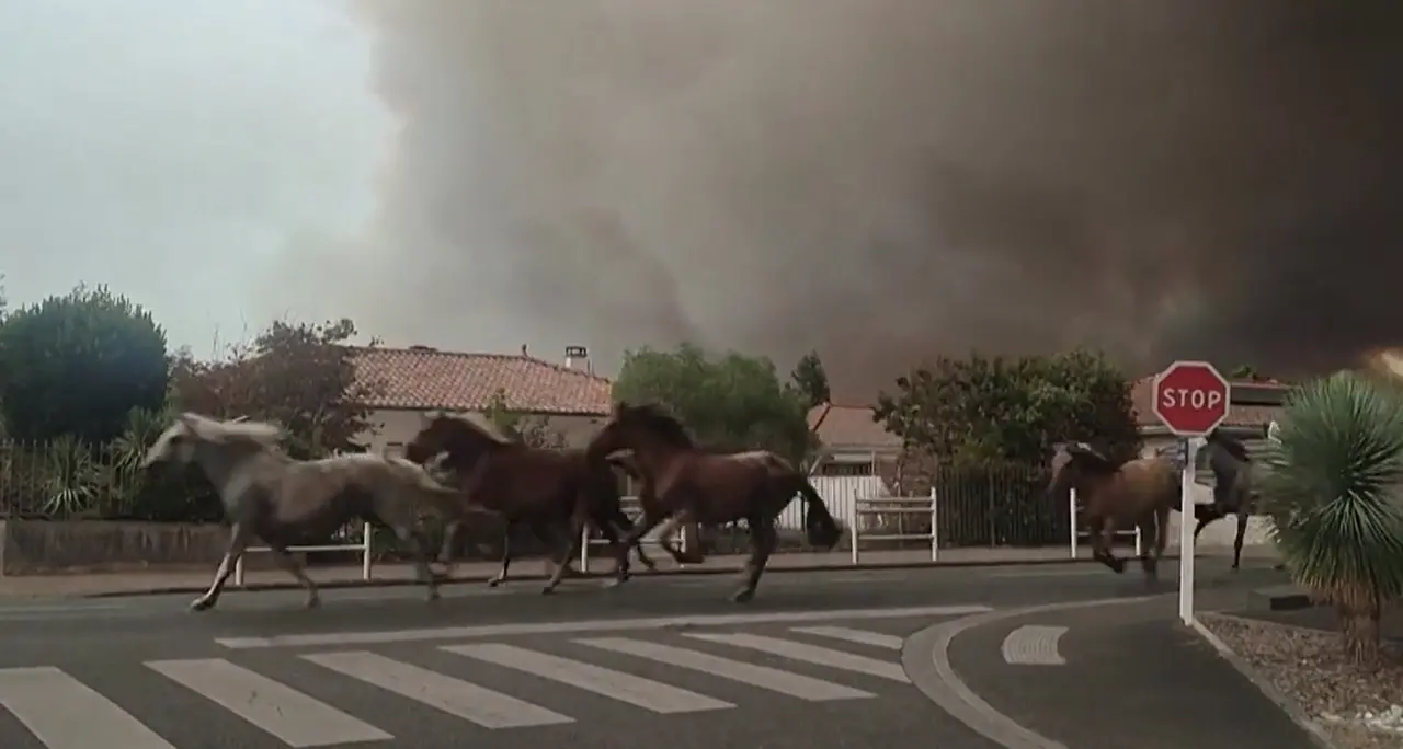 Francia, incendio a Biscarrosse: cavalli in fuga spaventati dal rogo