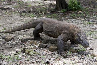 Area di Montichiari con droni e attrezzature di ricerca per il monitoraggio dell'animale sfuggito